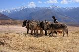 PERU - Sito agricolo di Moray - 01